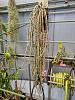 Mark Dimmitt Open House 2024 - Dendrobium anosmum-dendrobium_primulinum_dimmitt_20240414_seca-jpg