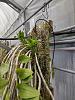 Mark Dimmitt Open House 2024 - Dendrobium anosmum-dendrobium_anosmum_irrigation_dimmitt_20240414_seca_a-jpg
