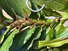 Pest/Pathogen ID--Cyr. chailluana rust on leaves-img_3644-jpg