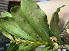 Pest/Pathogen ID--Cyr. chailluana rust on leaves-img_3643-jpg