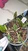 Black spots on Cattleya new leaves only-img_4842-jpg