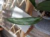 Dendrobium leaf issue-20240420_093810-jpg
