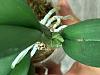 Psychopsis orchid (follow up on new growths leaves vs spike)-psychopsis-4-20-24-4-jpg