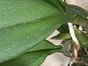 Psychopsis orchid (follow up on new growths leaves vs spike)-psychopsis-4-20-24-5-jpg