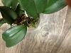 Psychopsis orchid (follow up on new growths leaves vs spike)-psychopsis-4-20-24-6-jpg