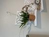 Odontoglossum cristatellum in bloom-img_4149-jpg