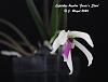 Click image for larger version

Name:	Leptotes bicolor 'Josie's Star' copy.jpg
Views:	N/A
Size:	43.7 KB
ID:	166747