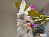 Cattleya mendelii-20240429_180436-jpg
