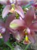Everblooming Orchids! Yeah!!-28062007248-jpg