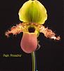 Everblooming Orchids! Yeah!!-paph-pinocchio-jpg