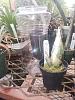Container choice for Cl. russelliana-1-5_quart_20250402_seca-jpg