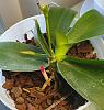 Hey Ray! Container hole distance from the bottom?-phal-1-1-rooting-jpg