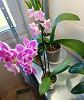 Bromilaid has a weird growth?-phal-2-jpg