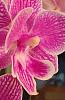Bromilaid has a weird growth?-phal2-3-jpg