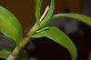 Can I repot my dendrobium while it's growing a new spike?-flower-spike-006-jpg