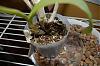 Can I repot my dendrobium while it's growing a new spike?-flower-spike-009-jpg
