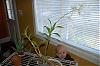 Can I repot my dendrobium while it's growing a new spike?-flower-spike-011-jpg
