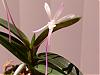 Shutenno, Furan, White Pink Flowers-project-neo-002-medium-jpg