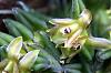 Epidendrum schlecterianum - miniature!-img_0104-jpg