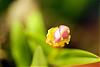 Epidendrum peperomia syn. Nanodes porpax  (???)-epidendrum-porpax-2-jpg
