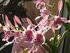 Everblooming Orchids! Yeah!!-og100-0045_img-jpg