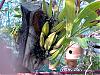 Orchid Mountings-dendorbium-sheroy-140908-jpg