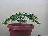 bonsai thread!-buds092208-032-jpg