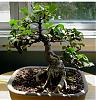bonsai thread!-ficus1-jpg