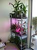My orchid grow area and collection-1-jpg