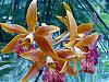 Everblooming Orchids! Yeah!!-lialo-catlia-30-8-jpg