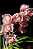 Cymbidium Valley Flower &quot;Cherry Ripe&quot;-img_1749-jpg