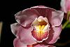 Cymbidium Valley Flower &quot;Cherry Ripe&quot;-img_1752-jpg