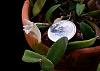Dendrobuim pachyphyllum-dend-pachyphyllum-jpg