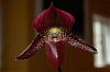 Paph. Pleasant Surprise-orchids-003-jpg