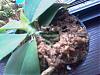 Phalaenopsis Leaf tip/edge turn black-imag0020-jpg