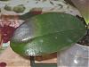 Phalaenopsis Leaf tip/edge turn black-100-0084_img-medium-jpg