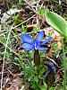 Blue Orchids-gentiane-printani-re-1-jpg