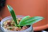 Phalaenopsis tetraspis seedling-img_21337-jpg