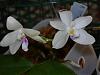 Phalaenopsis tetraspis seedling-phal-2-jpg