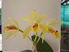 My Orchids in bloom-luteola-jpg