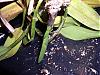 Can my orchid be saved?-p1010030-jpg