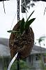 What type of Orchids do best in a cocotut husk Mount?-coconut-mount-jpg