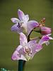 Den. kingianum hybrids starting to flower-seasons-greeting-jpg