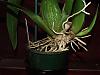 When to repot flowering brassia?-orchidforum-005-jpg