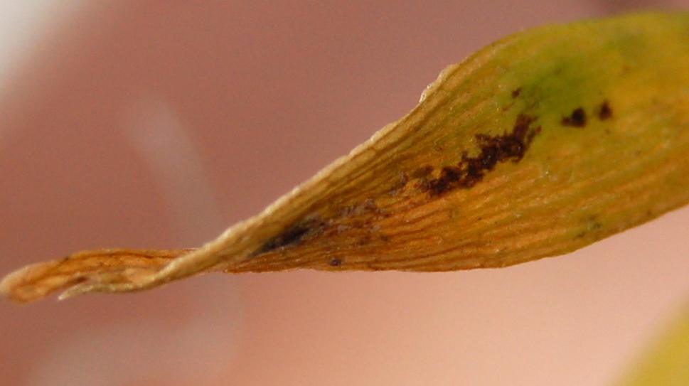 Keiki leaf yellowing with spots..-keikidiag1-jpg