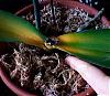 Phalaenopsis yellowing leaves and wilting flowers, possible rot-orchid-jpg