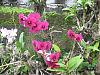 Dendrobium blooms-dens-001-desktop-resolution-jpg