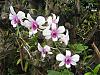 Dendrobium blooms-dens-002-desktop-resolution-jpg