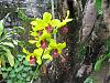 Dendrobium blooms-dens-007-desktop-resolution-jpg