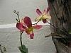 Dendrobium blooms-dens-009-desktop-resolution-jpg